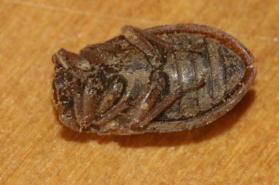  Helophorus rufipes (Bosc, 1791)
