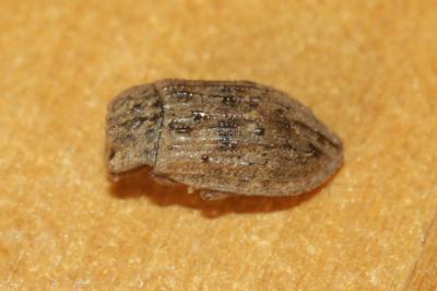  Helophorus rufipes (Bosc, 1791)