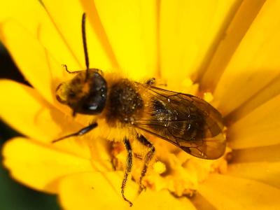  Andrena lagopus Latreille, 1809