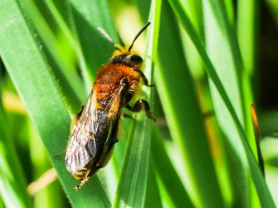  Andrena lagopus Latreille, 1809