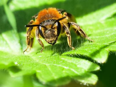  Andrena lagopus Latreille, 1809