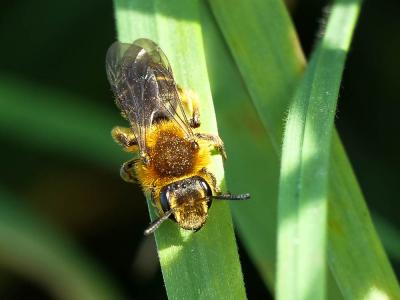  Andrena lagopus Latreille, 1809