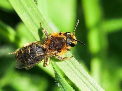  Andrena lagopus Latreille, 1809