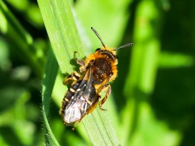  Andrena lagopus Latreille, 1809