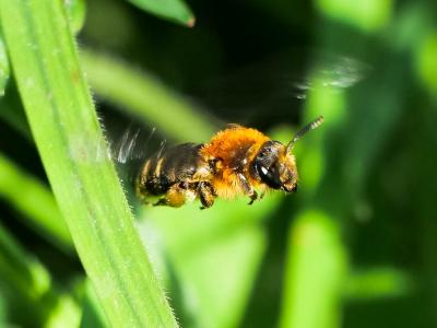  Andrena lagopus Latreille, 1809