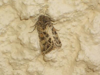 Noctuelle marquetée (La) Leucochlaena oditis (Hübner, 1822)