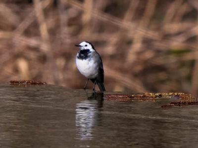 Bergeronnette grise Motacilla alba Linnaeus, 1758