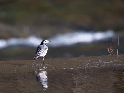 Bergeronnette grise Motacilla alba Linnaeus, 1758