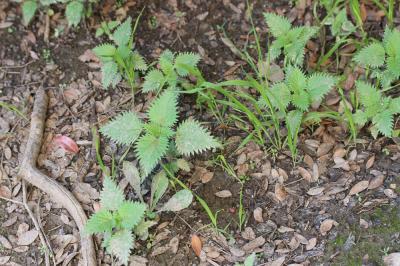 Ortie à pilules Urtica pilulifera L., 1753