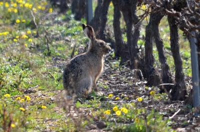 Lièvre d'Europe Lepus europaeus Pallas, 1778