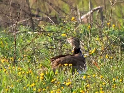 Outarde canepetière Tetrax tetrax (Linnaeus, 1758)
