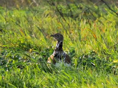 Outarde canepetière Tetrax tetrax (Linnaeus, 1758)