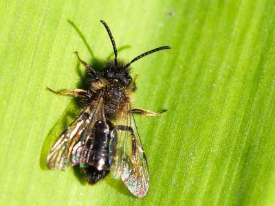  Andrena bicolor Fabricius, 1775