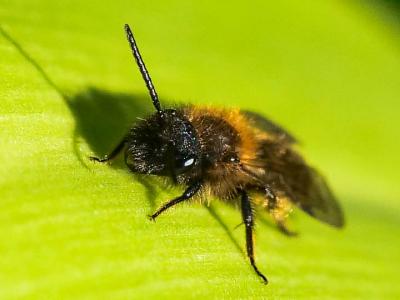 Andrena bicolor Fabricius, 1775