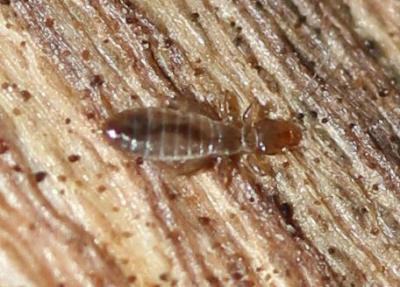  Embidopsocus enderleini (Ribaga, 1905)