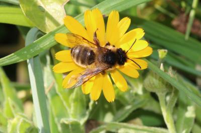  Andrena nigroaenea (Kirby, 1802)