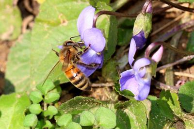 Abeille domestique, Abeille européenne, Abeille me Apis mellifera Linnaeus, 1758
