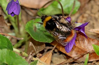 Bourdon des prés Bombus pratorum (Linnaeus, 1760)