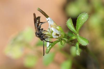  Nomada Scopoli, 1770