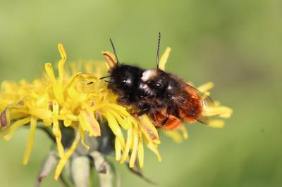  Osmia cornuta (Latreille, 1805)