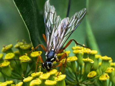 Rhysse persuasive Rhyssa persuasoria (Linnaeus, 1758)