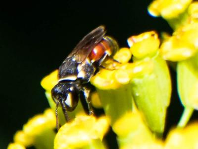  Hylaeus variegatus (Fabricius, 1798)
