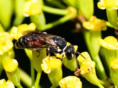  Hylaeus variegatus (Fabricius, 1798)