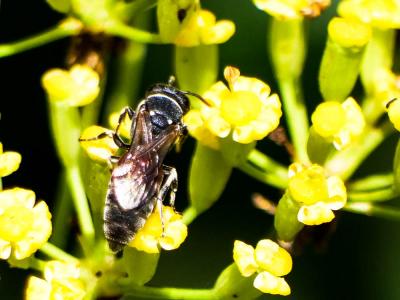  Hylaeus variegatus (Fabricius, 1798)
