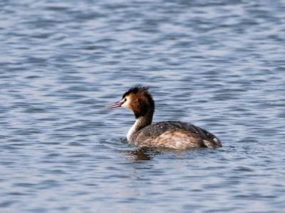Grèbe huppé Podiceps cristatus (Linnaeus, 1758)