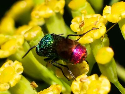 Guêpe-coucou Chrysididae Latreille, 1802