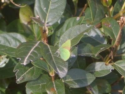 Thécla de la Ronce (La), Argus vert (L') Callophrys rubi (Linnaeus, 1758)