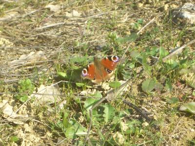 Paon-du-jour (Le), Paon de jour (Le), Oeil -de-Pao Aglais io (Linnaeus, 1758)