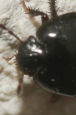  Aethus pilosus (Herrich-Schäffer, 1834)