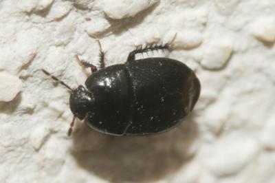  Aethus pilosus (Herrich-Schäffer, 1834)