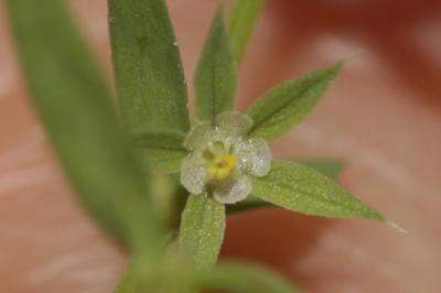 Astérolinon Lysimachia linum-stellatum L., 1753