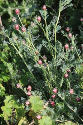 Fumeterre en épi Platycapnos spicata (L.) Bernh., 1833