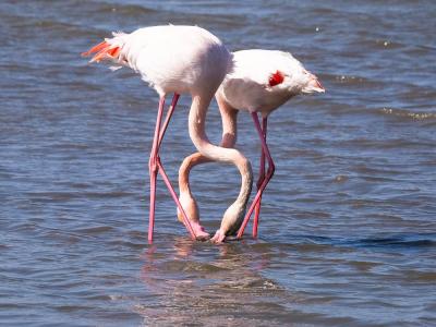 Flamant rose Phoenicopterus roseus Pallas, 1811