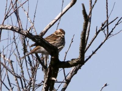 Bruant des roseaux Emberiza schoeniclus (Linnaeus, 1758)