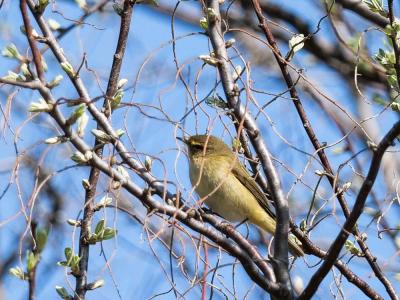 Pouillot véloce Phylloscopus collybita (Vieillot, 1887)
