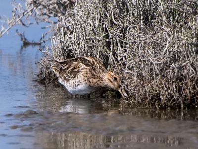 Bécassine des marais Gallinago gallinago (Linnaeus, 1758)