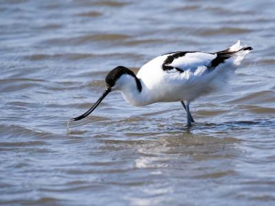Avocette élégante Recurvirostra avosetta Linnaeus, 1758
