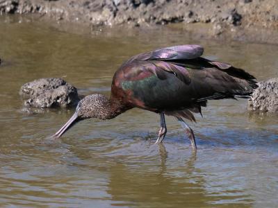 Ibis falcinelle Plegadis falcinellus (Linnaeus, 1766)