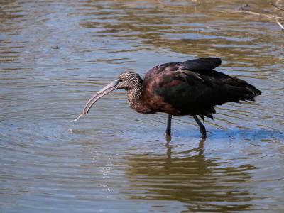 Ibis falcinelle Plegadis falcinellus (Linnaeus, 1766)