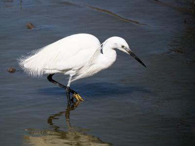 Aigrette garzette Egretta garzetta (Linnaeus, 1766)