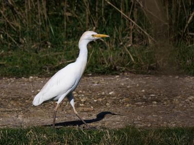 Héron garde-boeufs Bubulcus ibis (Linnaeus, 1758)