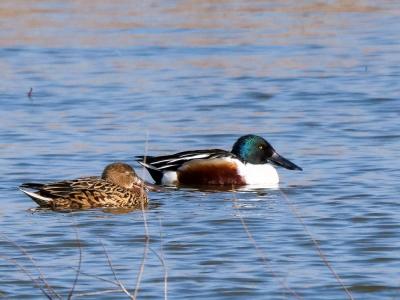 Canard souchet Spatula clypeata (Linnaeus, 1758)
