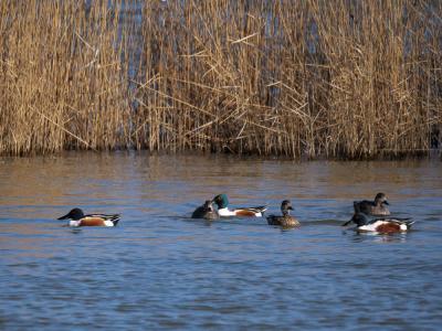 Canard souchet Spatula clypeata (Linnaeus, 1758)