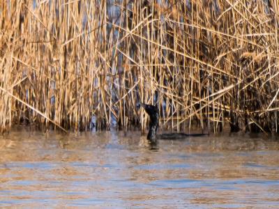 Cormoran pygmée Phalacrocorax pygmaeus (Pallas, 1773)