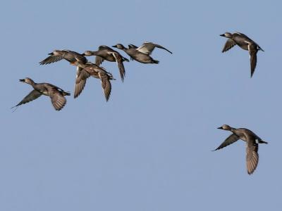 Canard chipeau Mareca strepera (Linnaeus, 1758)
