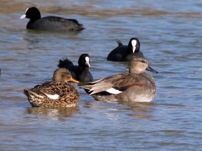 Canard chipeau Mareca strepera (Linnaeus, 1758)